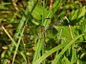 Bloedrode heidelibel [18472] 24-jul-2022 (Haaksbergerveen, Haaksbergen)